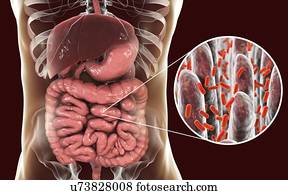 Computer illustration of the human digestive system and a close-up view of bacteria found in the intestine.