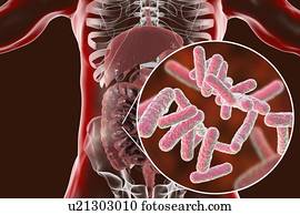 Computer illustration of the human digestive system and a close-up view of bacteria found in the intestines.