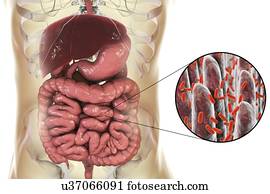 Computer illustration of the human digestive system and a close-up view of bacteria found in the intestine.