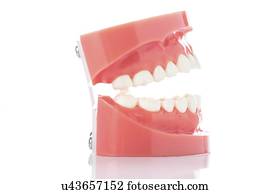dental, modelo, de, teeth.