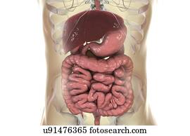 Digestive system. Illustration of the digestive system in a man. Digestion is the process where food is converted into a soluble form so that it can be absorbed. In the mouth (not shown) food is chewed and coated in saliva. The food is swallowed and...