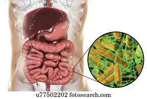 Illustration of Bifidobacterium bacteria in the human intestine. This Gram-positive anaerobic bacteria is the main component of the human large intestine microbiome. It has a unique hexose (sugar) metabolism, called the bifid shunt, which can be used...