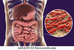 Lactobacillus bacteria, computer illustration. This is the main component of the human small intestine microbiome.
