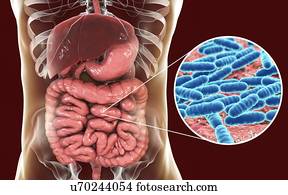 Lactobacillus bacteria, computer illustration. This is the main component of the human small intestine microbiome.
