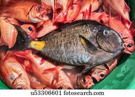 Overhead view of variety of fish in tub, Tarrafal, Cape Verde, Africa