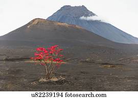 Red leaves growing on tree by volcano, Fogo, Cape Verde, Africa