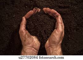 Soil in male gardener's hands.