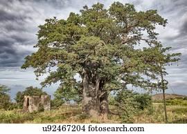 Tree by ruins, Fogo, Cape Verde, Africa