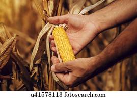 agricultor, verificar, milho, crop.