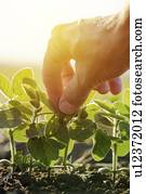 agricultor, verificar, soja, crop.