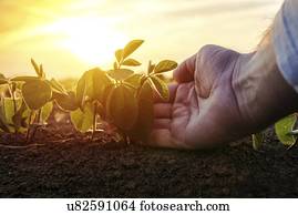 agricultor, verificar, soja, crop.