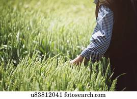 agricultor, verificar, trigo, crop.