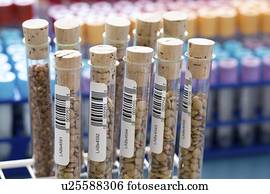 Agriculture research, conceptual image.