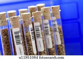 Agriculture research, conceptual image.