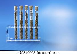 Agriculture research, conceptual image.