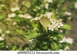 Aronia melanocarpa blossom.