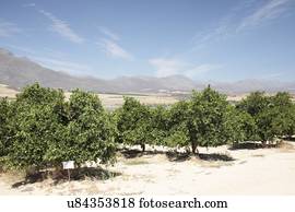 Citrus fruit farm, near Picketberg, Western Cape, South Africa.