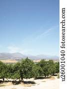 Citrus fruit farm, near Picketberg, Western Cape, South Africa.