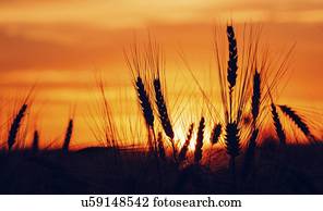 colheita cereal, mostrado silhueta, em, sunset.