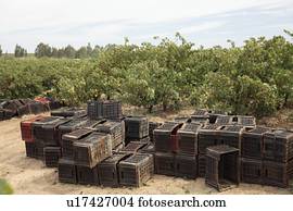 Crates for wine production near the Olifants River irrigation system, near Klawer, Western Cape, South Africa.