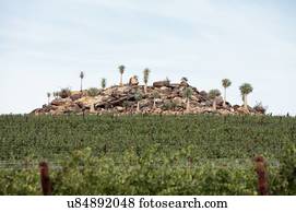Grape vines for wine production near the Olifants River irrigation system, near Klawer, Western Cape, South Africa.