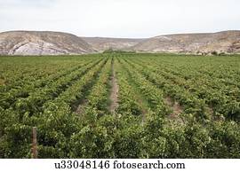 Grape vines for wine production near the Olifants River irrigation system, near Klawer, Western Cape, South Africa.