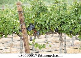 Grapes on vines, near Klawer, Western Cape, South Africa.