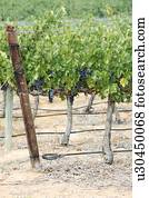 Grapes on vines, near Klawer, Western Cape, South Africa.