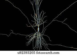 Hippocampus neuron, computer illustration. The hippocampus in humans is the structure in the brain responsible for long-term memory.
