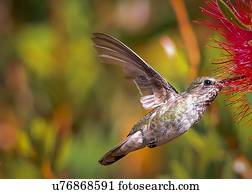 hummingbird
