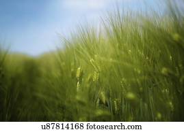 jovem, cevada, crop.