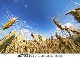 maduro, trigo, crop.