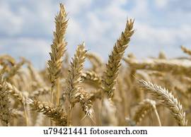 maduro, trigo, crop.