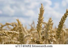 maduro, trigo, crop.