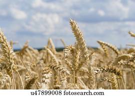 maduro, trigo, crop.