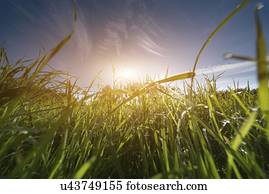 Meadow, low angle view.