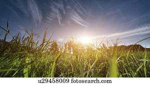 Meadow, low angle view.