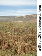 Tomato crop affected by drought, near Klawer, Western Cape, South Africa.
