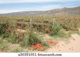 Tomato crop affected by drought, near Klawer, Western Cape, South Africa.