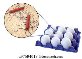 transmissão, de, Listeria, monocytogenes, bactérias, com, ovos galinha, conceitual, illustration.