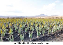 vera aloe, farm., fotografado, ligado, fuerteventura, canário, Islands.