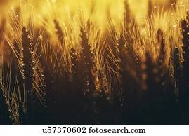 weizen- feld weizen- feld