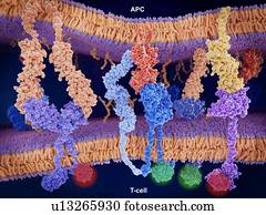 Activation of T-cell immune response, illustration. Array of proteins interacting on the surface membranes of a T-cell (across bottom) and an antigen presenting cell (APC, across top). Shown here is the interaction of MHC-II (red) with the T-cell...