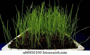 capim, crescendo, em, pot.