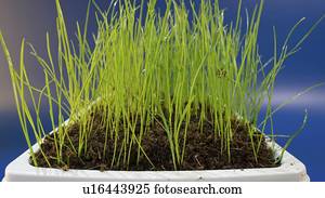 capim, crescendo, em, pot.