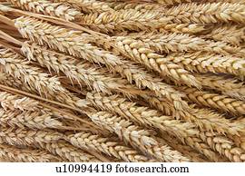 Ears of wheat, full frame.