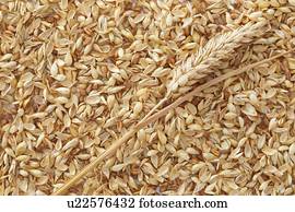 Grains of wheat, full frame.