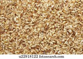 Grains of wheat, full frame.