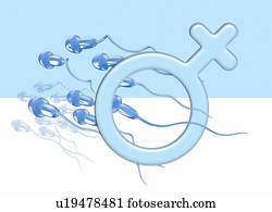 human, esperma, azul, femininas, símbolo gênero, illustration.
