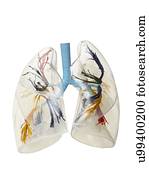 ilustração, de, a, human, lungs.